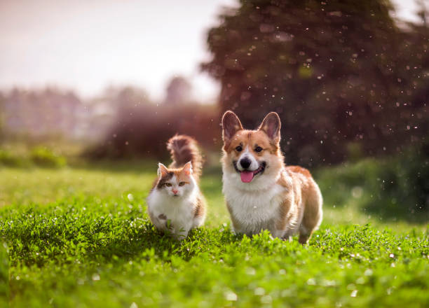 FOR CAT & DOG